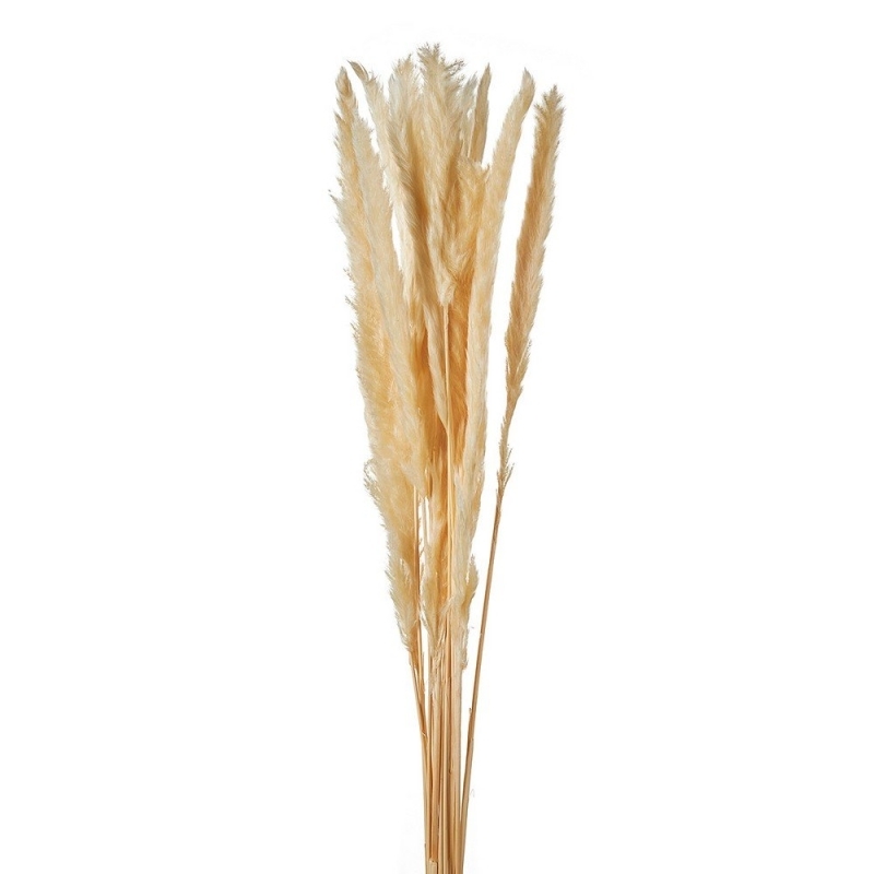 ΑΠΟΞΗΡΑΜΕΝΟ PAMPAS ΡΤ164