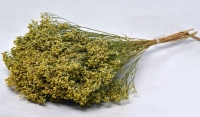 BROOM BLOOM 50cm 0924000