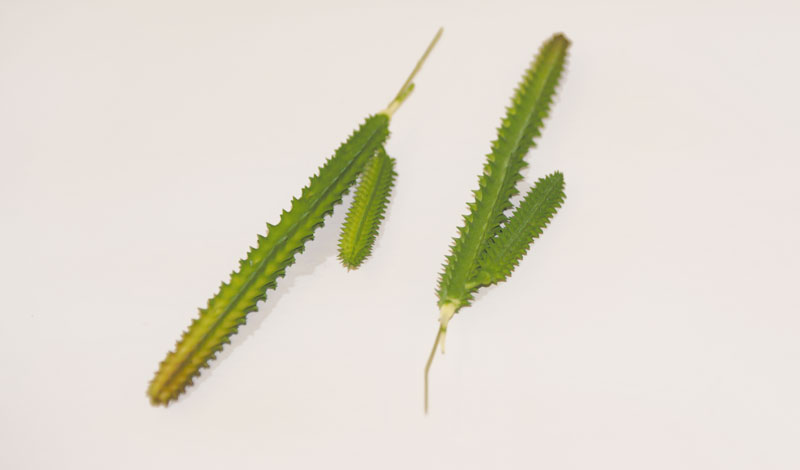 ΚΑΚΤΟΣ ΕΡΗΜΟΥ 0516046