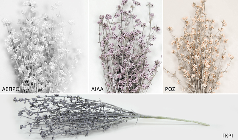 ΚΛΑΔΙ ΜΕ ΣΠΟΡΟΥΣ 42cm SDBFG120155A 0516092