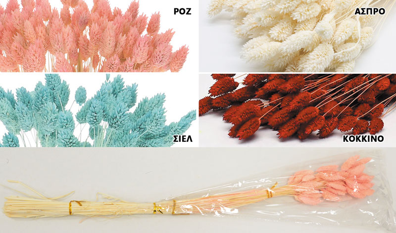 PHALARIS 70cm 0516156