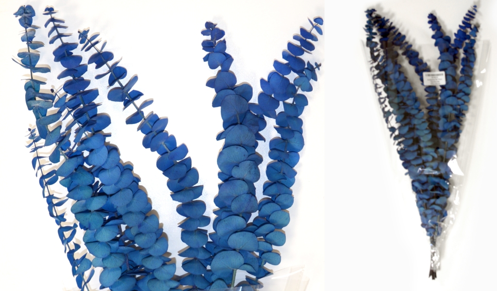 EUCALYPTUS BABY 70cm 0516216