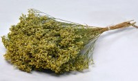 BROOM BLOOM 50cm 0924000