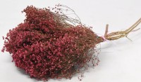BROOM BLOOM ΡΟΖ 50cm 0924004