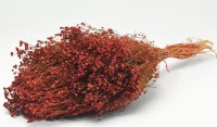 BROOM BLOOM ΜΠΟΡΝΤΟ 50cm 0924005