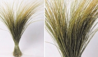 BEACH GRASS XL 120cm 0934500
