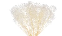 GYPSOPHILA 100gr ΛΕΥΚΑΜΕΝΟ 35cm 0944030