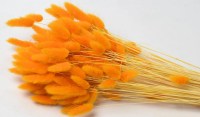 LAGURUS 65cm ΠΟΡΤΟΚΑΛΙ 0952529
