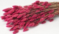 PHALARIS 70cm ΦΟΥΞΙΑ 0963504