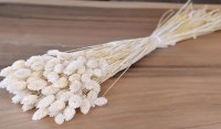 PHALARIS ΛΕΥΚΑΜΕΝΟ 100gr 0963530