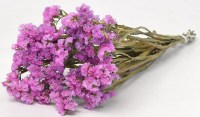 STATICE SINUATA ΛΙΛΑ 45 cm 0972604