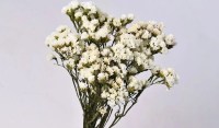 STATICE SINUATA ΛΕΥΚΟ 45 cm 0972610