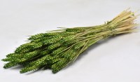 TRITICUM ΠΡΑΣΙΝΟ 70cm 0977503