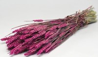 TRITICUM ΡΟΖ 70cm 0977504