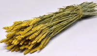 TRITICUM COLOR 70cm ΚΙΤΡΙΝΟ 0977509