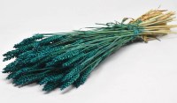 TRITICUM COLOR 70cm ΠΕΤΡΟΛ 0977518