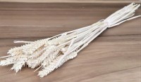 TRITICUM ΛΕΥΚΑΜΕΝΟ 70cm 0977530